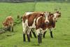 Irish cows