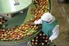 Mature female worker sorting apples in apple processing factory, elevated view - stock photo