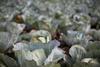 white cabbage field - getty