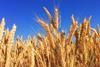 wheat field crops