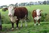 Hereford cattle