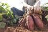 sweet potato crop worker