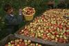 Aspall cider apples