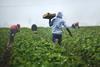 farm work worker strawberry pickers unsplash