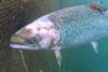 Exposed: Salmon left to die on a farm supplying Tesco's Finest
