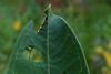 caterpillar eating leaf insect nature
