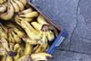 Food waste rotting bananas