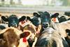 cows in a field