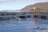Salmon farmers standing by pen of Scottish salmon farm