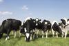 Dairy cows