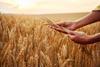 wheat farming