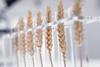 Wheat in test tubes
