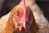 Battery hen - stock photo