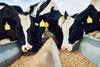 Cows eating feed GettyImages-875237010