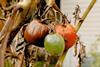 Rotten tomatoes food waste
