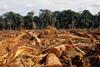 deforestation amazon GettyImages-115969525