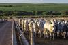 Brazilian cattle - Getty