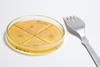 ecoli bacteria food safety