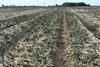 Onion harvest 2026- BOPA