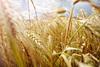 Close-up of wheat - stock photo