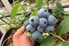 BerryWorld Orb