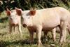 Two piglets on an English pig farm.