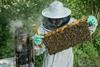 waitorse bees