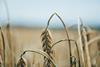 drought dry wheat crop