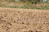 droufght dry ground