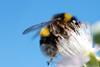 bee GettyImages-157373262