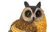 poundstretcher owl