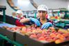 Fruit production packing factory worker