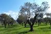 Filippo Berio olive trees