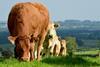 Irish_Cattle_Landscape