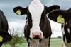 dairy cows UNSPLASH (1)
