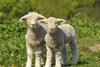 New Zealand lamb supply hit by drought