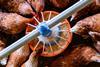 Chickens eating from a feeder at a poultry farm  -Getty Images
