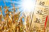 Heatwave field GettyImages-1470461678