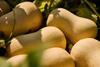 BritishButternut_1