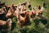 free range chickens in a field