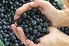 blueberries blueberry