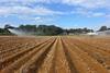 Irrigating to harvest in Suffolk