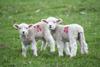 Lambs sheep