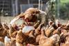 free range