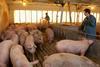 US pig farm - ONE USE