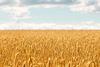 Wheat golden field background