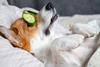 dog cucumber petcare health