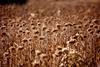 Dead plant in sunflower field - stock photo
