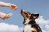 petcare pet dog healthcare supplements