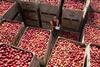 FSP_Loddington_Apple_Harvest_029